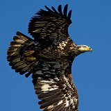 10SB0702 Immature American Bald Eagle